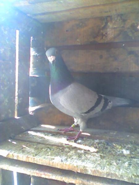 pigeons
